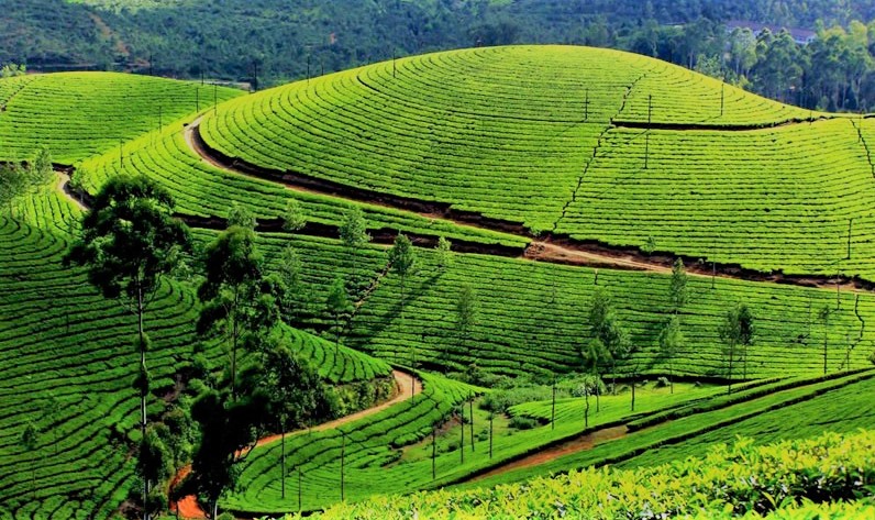 चिया बगान मासेर खनिएको सडक बन्द गरियो