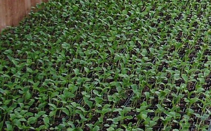 स्याउका बिरुवा बिक्री नहुँदा जलाएर नष्ट
