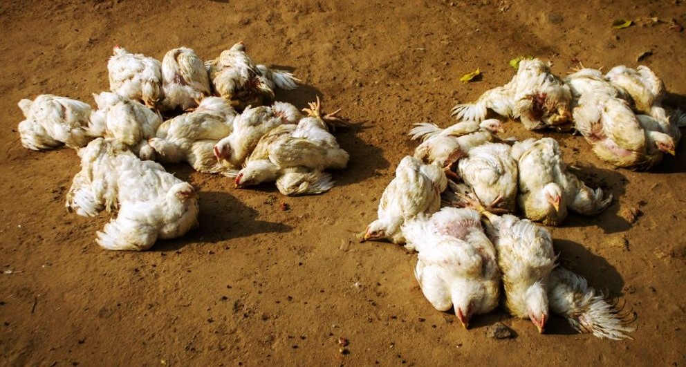 चार महिनामा चितवनका ३१ स्थानमा बर्डफ्लु