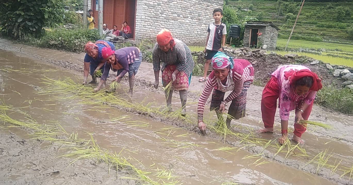 हिलाम्मे सडकमा धान रोपाइँ !