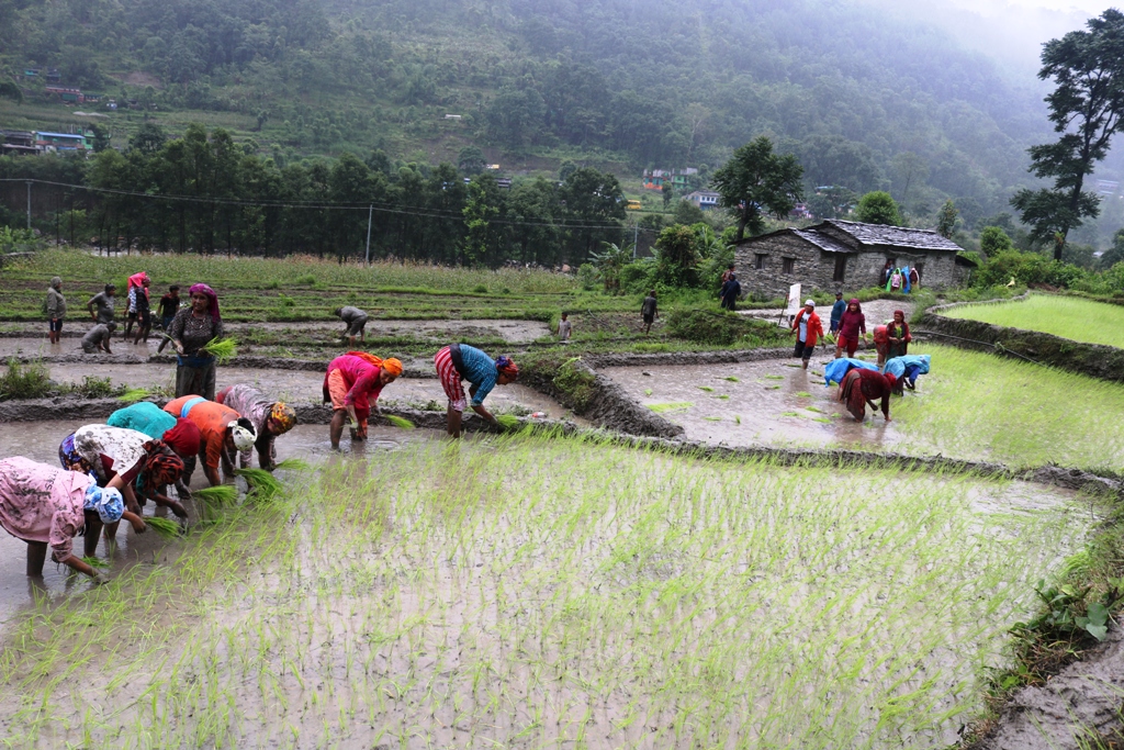 म्याग्दीमा राष्ट्रिय धान दिवस तथा रोपाइँ मनाइयो (फोटो फिचर )