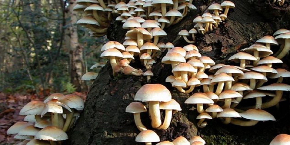 च्याउ खाँदा बुटवलमा १९ जना बिरामी