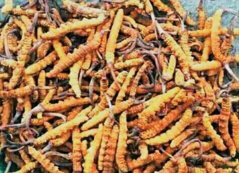 यार्सा संकलनबाट २५ लाख राजस्व संकलन