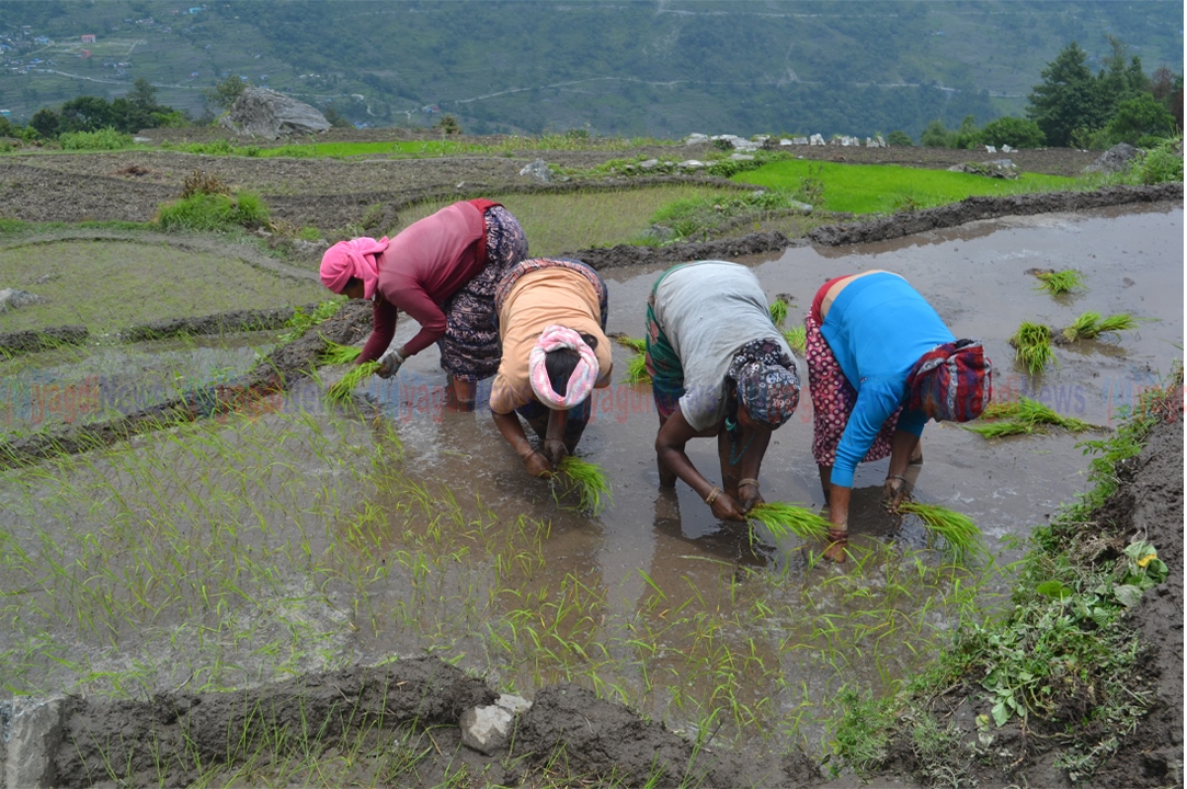 किसानलाई धान रोप्ने चटारो (फोटो फिचर)