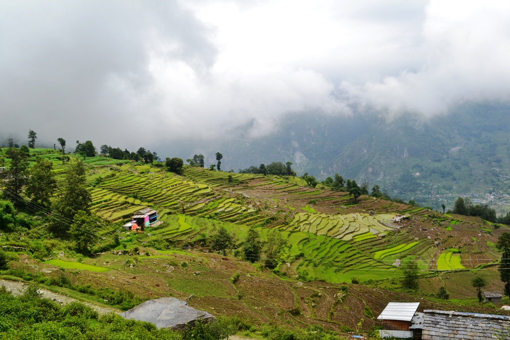 फुटेनन् मूल, अझै भएन रोपाइँ