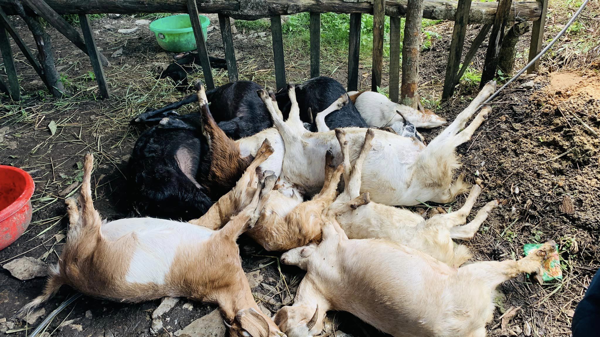 पर्वतको धाईरिङ धारापानीमा विद्युत सर्ट हुँदा एक जनाको मृत्यु