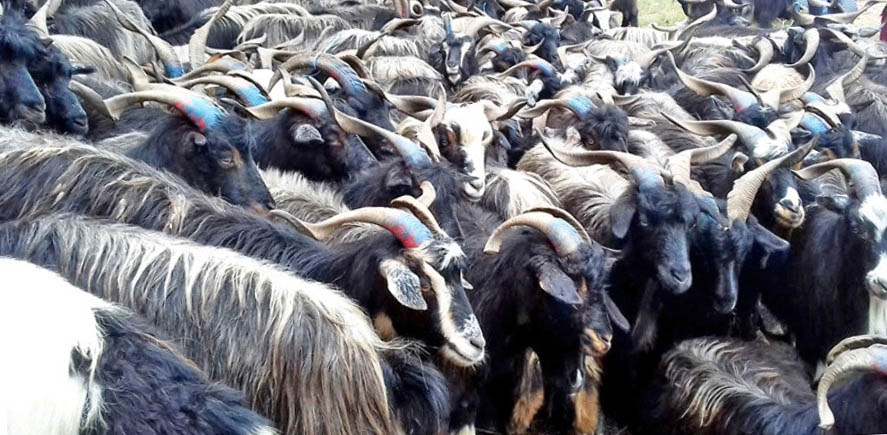 मुस्ताङबाट १२ हजार भेडा तथा च्याङ्ग्रा पोखरा ल्याइँदै