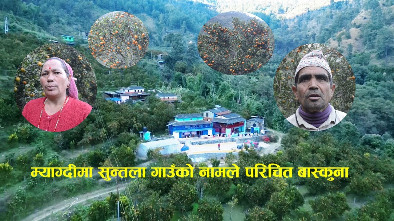 पहेँलपुर सुन्तला गाउँ बास्कुना(भिडिओ)