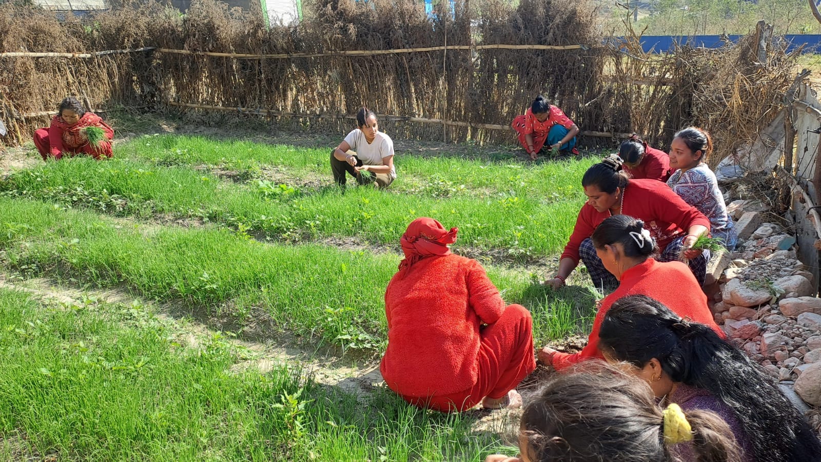 जलजलालाई प्याजमा आत्मनिर्भर बनाउन बेर्ना वितरण सुरु