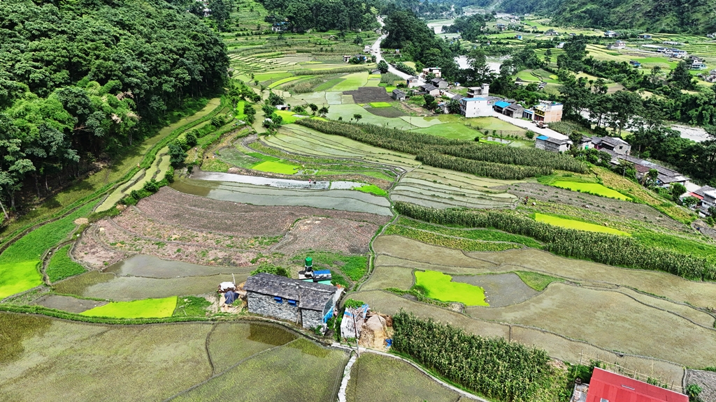 म्याग्दीमा २० प्रतिशत धान रोपाइँ