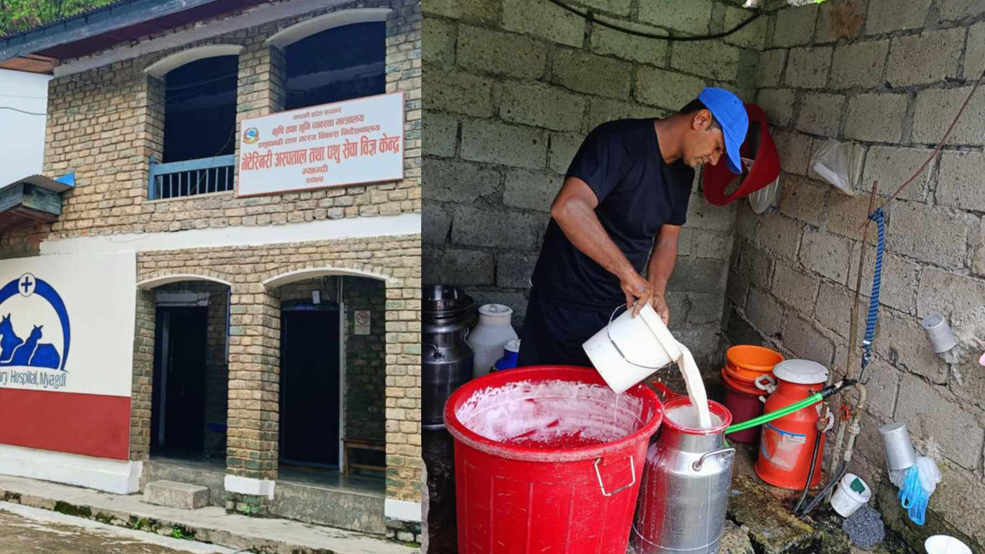 म्याग्दीका दुग्ध कृषक अनुदानबाट वञ्चित