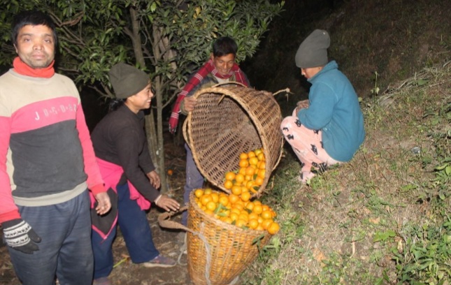 बगानबाटै बिक्री हुन्छ सुन्तला, बजार खोज्ने झन्झट टर्‍यो