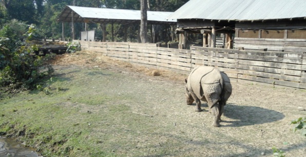 बर्दियाका गैंडा पानी खाेज्दै भारतीय आरक्षतिर