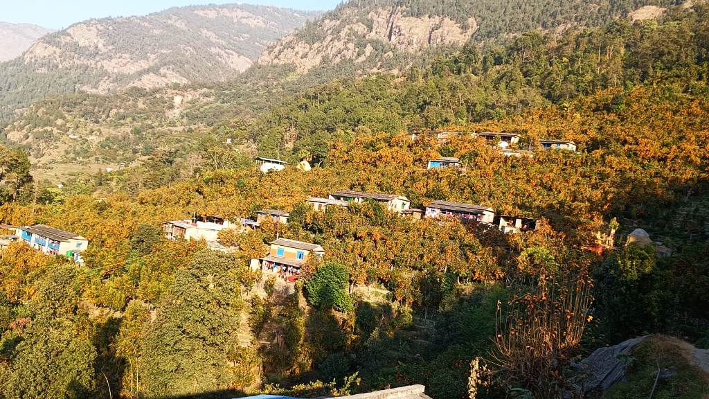 सडक बनाउन पर्वतको बाँसखर्कमा सुन्तला महोत्सव आयोजना