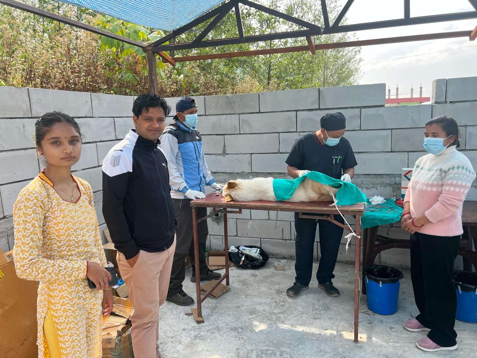 रघुगंगा गाउँपालिकाद्धारा कुकुरको प्रजनन रोक्न बन्ध्याकरण शिविर संचालन