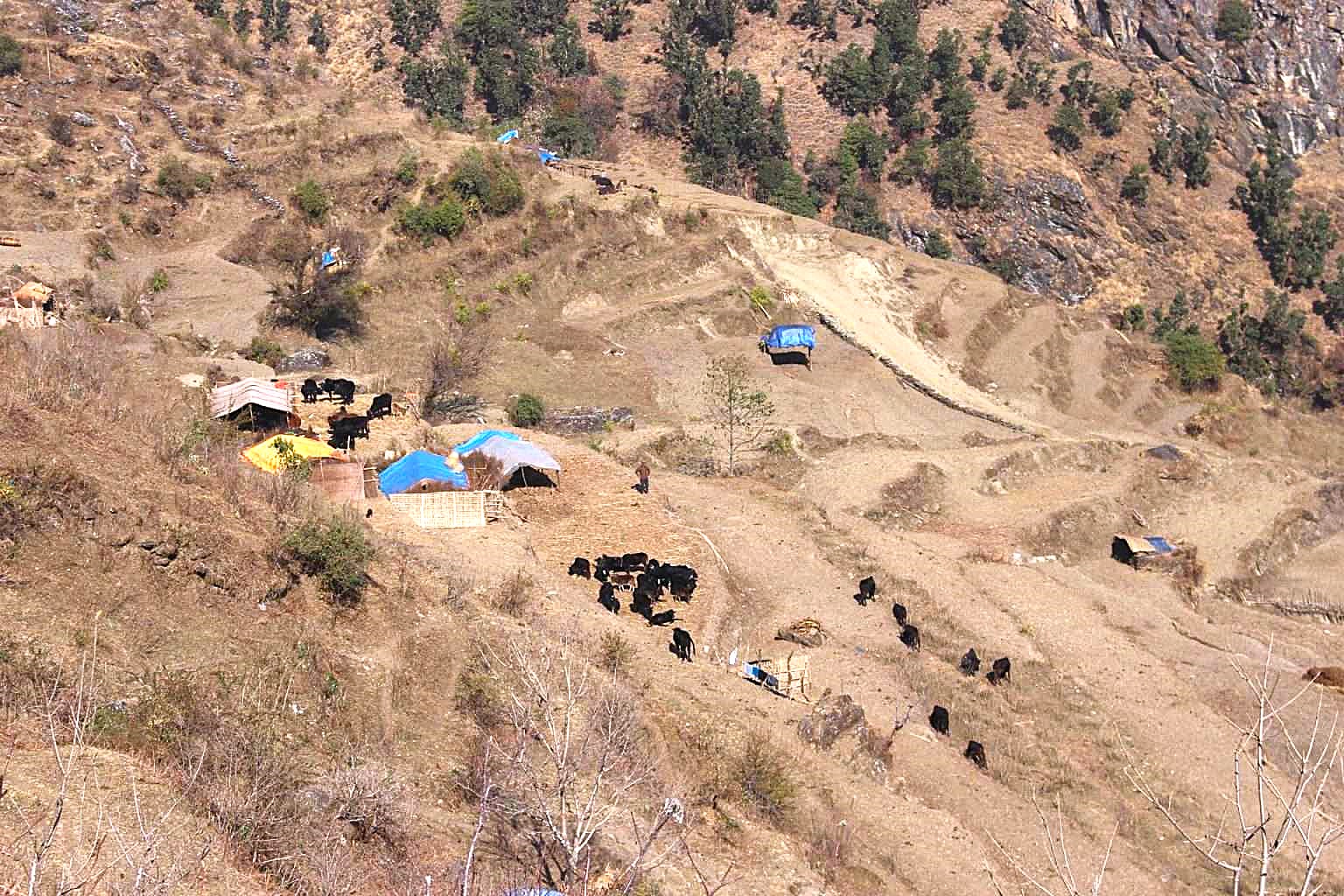 बूढापाकाले मात्र धानिरहेका छन् घुम्ती गोठको परम्परा