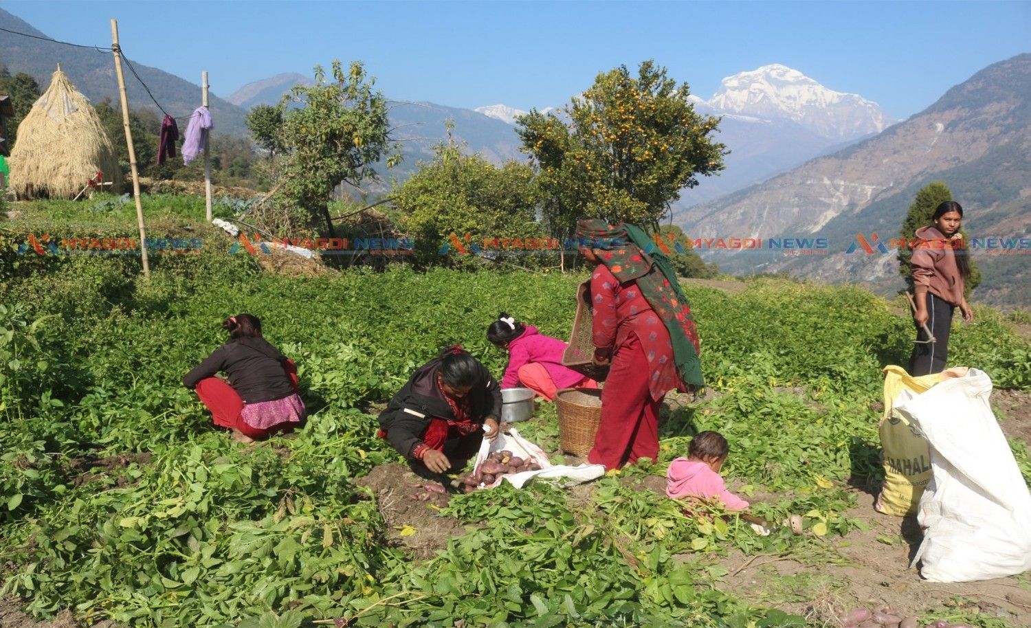 बेमौसमी आलु खेतीबाट राम्राे आम्दानी गर्दै पात्लेखेतबासी ( भिडिओ)