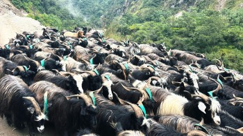 रेशमी मार्गको विरासत धानेको च्यांग्रा व्यापार