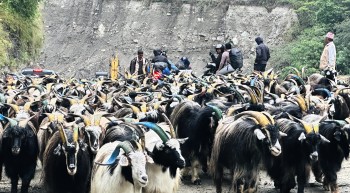 दसैँका लागि मुस्ताङबाट १५ हजारभन्दा बढी भेडा–च्याङ्ग्रा निकासी