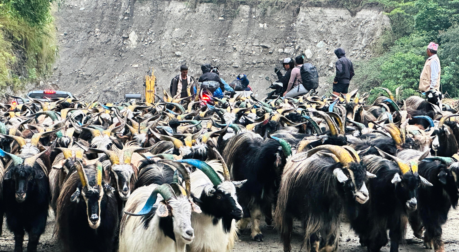 दशैंका लागि मुस्ताङबाट १५ हजारभन्दा बढी भेडा–च्याङ्ग्रा निकासी