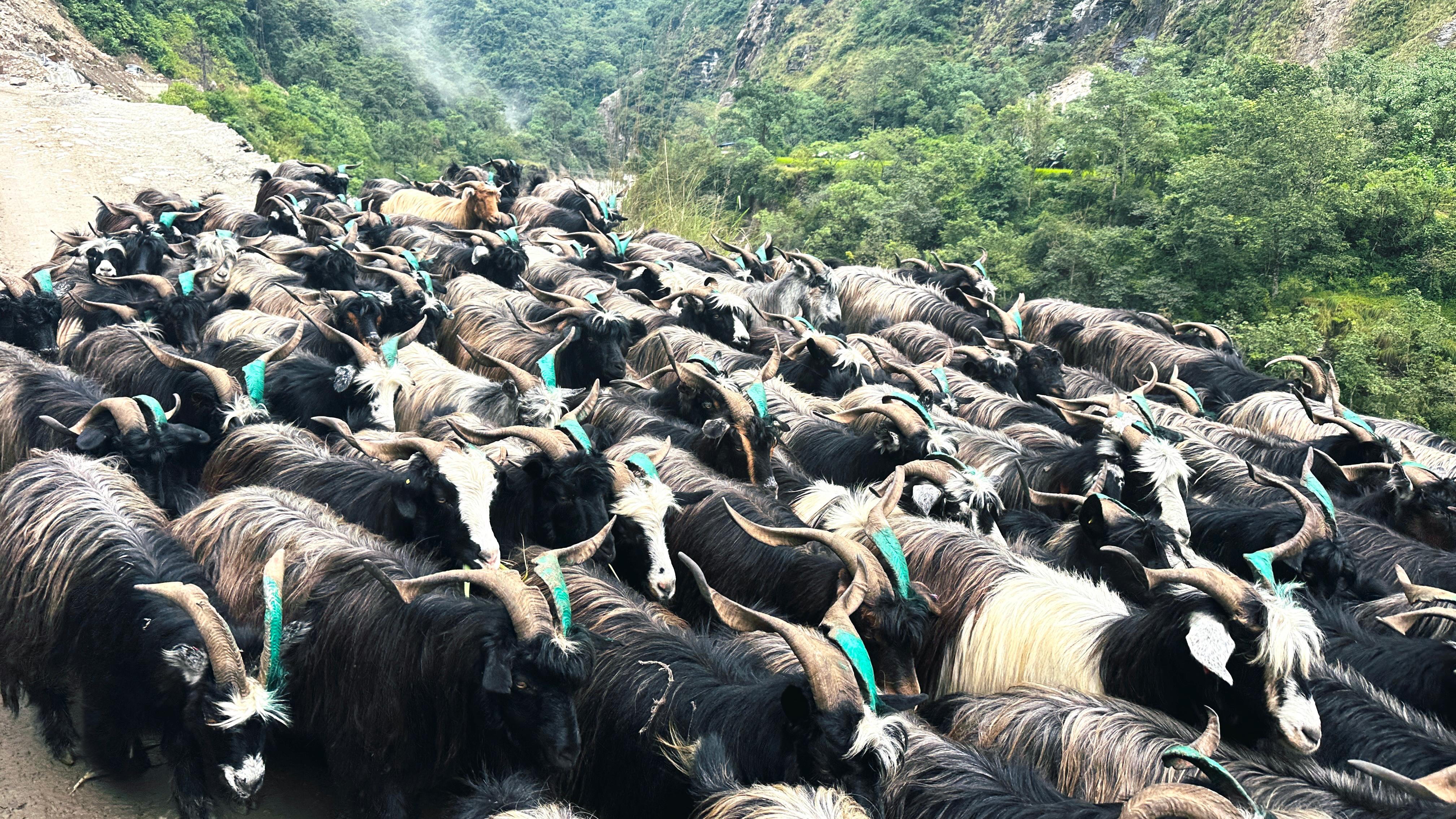 रेशमी मार्गको विरासत धानेको च्यांग्रा व्यापार