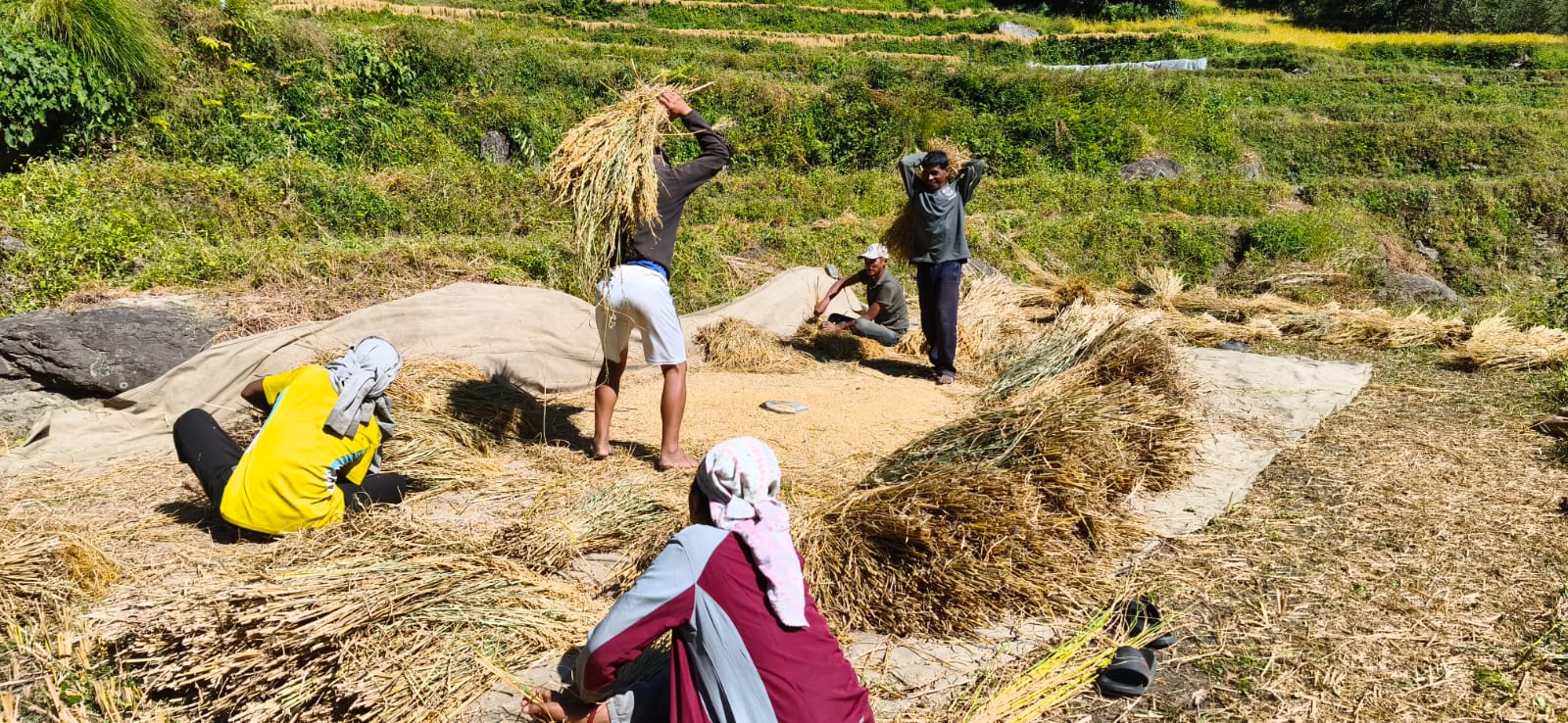 म्याग्दीमा धान भित्र्याउने चटारो, बेमौसमी वर्षा र जनशक्ति अभावले किसान चिन्तित
